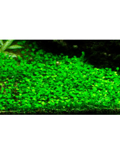 Marsilea cerata  minuta  - invitro Tropica Tropica - 1