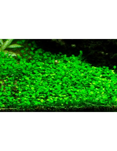 Marsilea cerata - invitro Tropica Tropica - 1