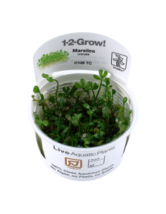Marsilea cerata - invitro Tropica Tropica - 2