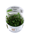 Marsilea cerata  minuta  - invitro Tropica Tropica - 2