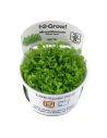 Micranthemum sp. 'Montecarlo' - In Vitro Cup Tropica Tropica - 2