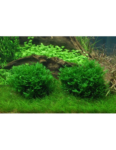 Monosolenium tenerum -Invitro Tropica Tropica - 1