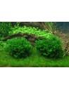 Monosolenium tenerum -Invitro Tropica Tropica - 1