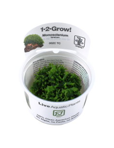 Monosolenium tenerum -Invitro Tropica Tropica - 2