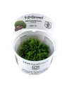 Monosolenium tenerum -Invitro Tropica Tropica - 2
