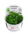 Myriophyllum mattogrossense - In Vitro Cup Tropica Tropica - 1