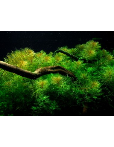 Myriophyllum mattogrossense - In Vitro Cup Tropica Tropica - 2