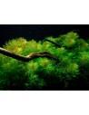 Myriophyllum mattogrossense - In Vitro Cup Tropica Tropica - 2