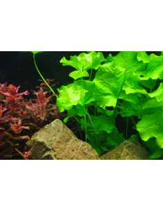 Nymphoides sp. 'Taiwan' in vitro Tropica Tropica - 1