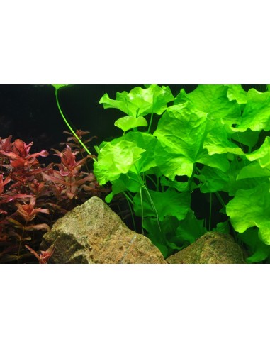 Nymphoides sp. 'Taiwan' in vitro Tropica Tropica - 1
