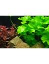 Nymphoides sp. 'Taiwan' in vitro Tropica Tropica - 1