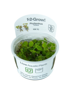 Phyllanthus fluitans - invitro Tropica Tropica - 1