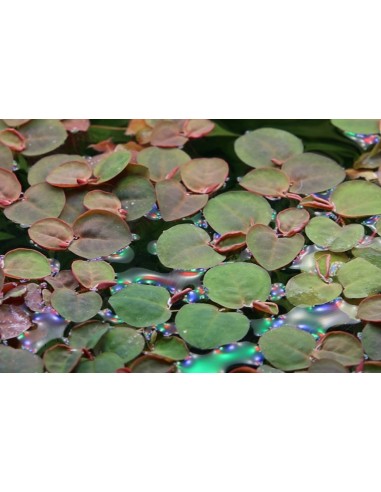 Phyllanthus fluitans - invitro Tropica Tropica - 2