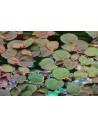 Phyllanthus fluitans - invitro Tropica Tropica - 2