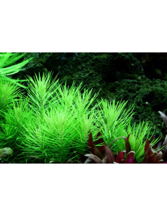 Pogostemon erectus (deccanensis) - In Vitro Cup Tropica Tropica - 1