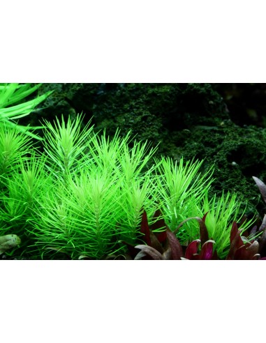 Pogostemon erectus (deccanensis) - In Vitro Cup Tropica Tropica - 1
