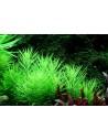 Pogostemon erectus (deccanensis) - In Vitro Cup Tropica Tropica - 1