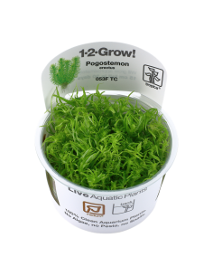 Pogostemon erectus (deccanensis) - In Vitro Cup Tropica Tropica - 2