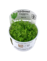 Pogostemon erectus (deccanensis) - In Vitro Cup Tropica Tropica - 2