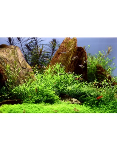 Pogostemon helferi - In Vitro Cup Tropica Tropica - 1
