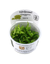Pogostemon helferi - In Vitro Cup Tropica Tropica - 2