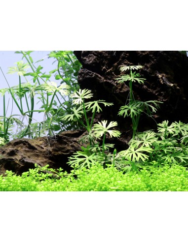 Ranunculus inundatus - In vitro Tropica Tropica - 1