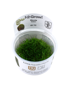 Riccia fluitans - In Vitro Cup Tropica Tropica - 1