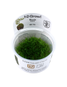 Riccia fluitans - In Vitro Cup Tropica Tropica - 1