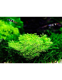 Riccia fluitans - In Vitro Cup Tropica Tropica - 2
