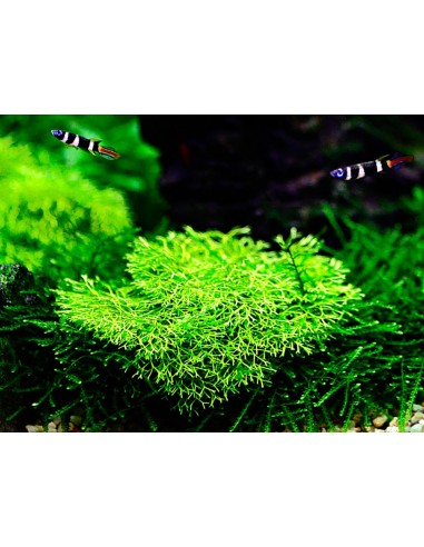 Riccia fluitans - In Vitro Cup Tropica Tropica - 2