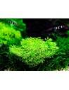 Riccia fluitans - In Vitro Cup Tropica Tropica - 2