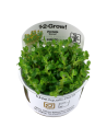Rotala indica 'Bonsai' - In Vitro Cup Tropica Tropica - 1