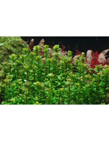 Rotala indica 'Bonsai' - In Vitro Cup Tropica Tropica - 2