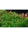 Rotala indica 'Bonsai' - In Vitro Cup Tropica Tropica - 2