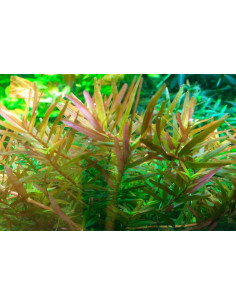 Rotala rotundifolia 'H'ra' - In Vitro Cup Tropica Tropica - 1