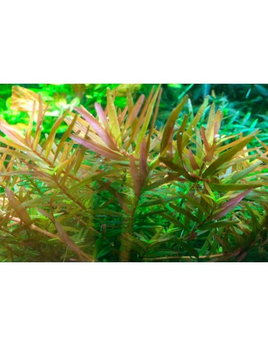 Rotala rotundifolia 'H'ra' - In Vitro Cup Tropica Tropica - 1