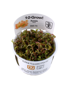 Rotala rotundifolia 'H'ra' - In Vitro Cup Tropica Tropica - 2