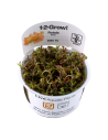 Rotala rotundifolia 'H'ra' - In Vitro Cup Tropica Tropica - 2