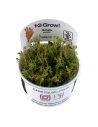 Rotala wallichii - In Vitro Cup Tropica Tropica - 1