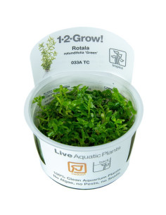 Rotala species 'Green' - In Vitro Cup Tropica Tropica - 1