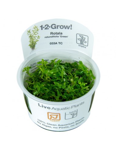 Rotala species 'Green' - In Vitro Cup Tropica Tropica - 1