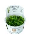 Rotala species 'Green' - In Vitro Cup Tropica Tropica - 1