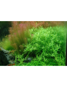 Rotala species 'Green' - In Vitro Cup Tropica Tropica - 2