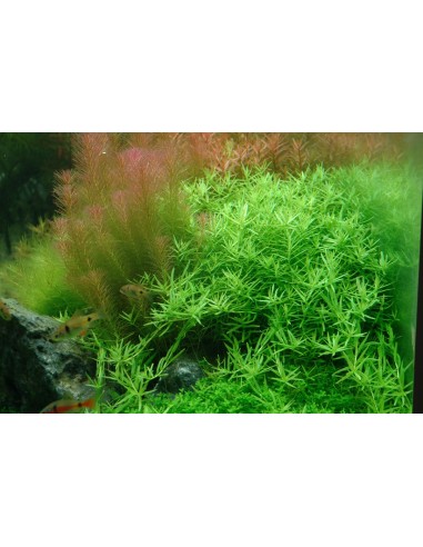 Rotala species 'Green' - In Vitro Cup Tropica Tropica - 2