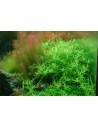 Rotala species 'Green' - In Vitro Cup Tropica Tropica - 2