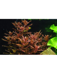 Rotala macrandra - In vitro Tropica Tropica - 1