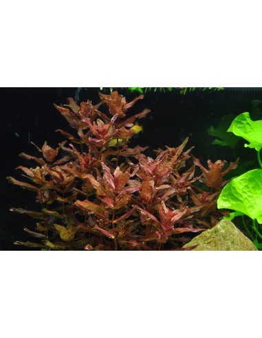 Rotala macrandra - In vitro Tropica Tropica - 1