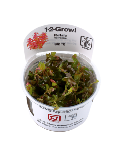 Rotala macrandra - In vitro Tropica Tropica - 2