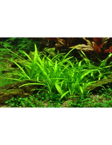 Sagittaria subulata - in vitro Tropica Tropica - 1