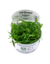 Sagittaria subulata - in vitro Tropica Tropica - 2